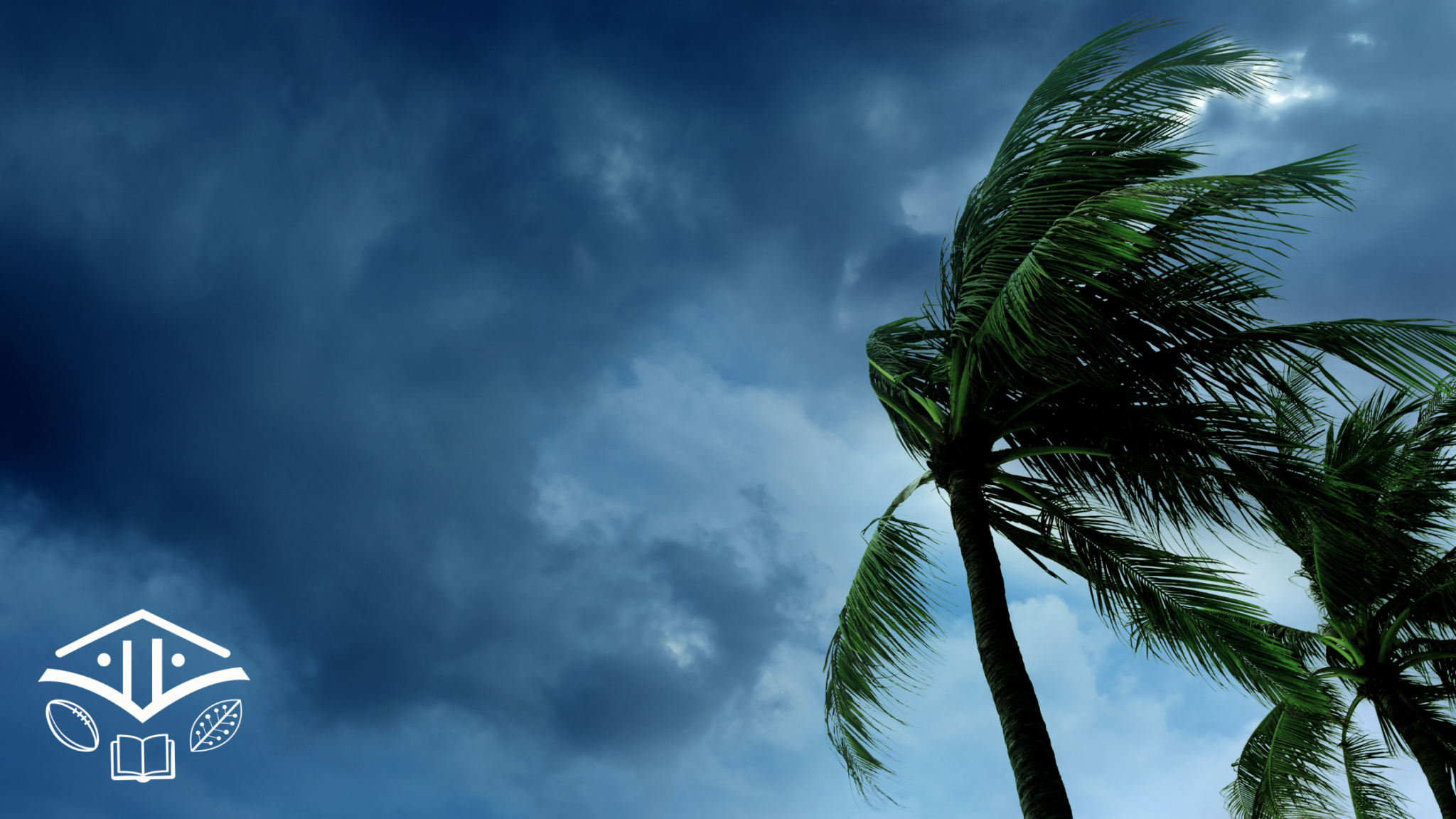 palm trees in a storm