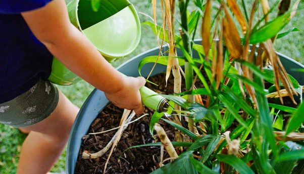 Child Carefully Watering Plants in A Garden — Early Learning Centre Maudsland,QLD