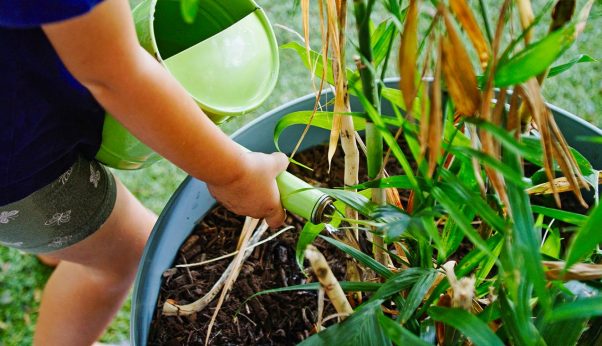 Child Carefully Watering Plants in A Garden — Early Learning Centre Maudsland,QLD